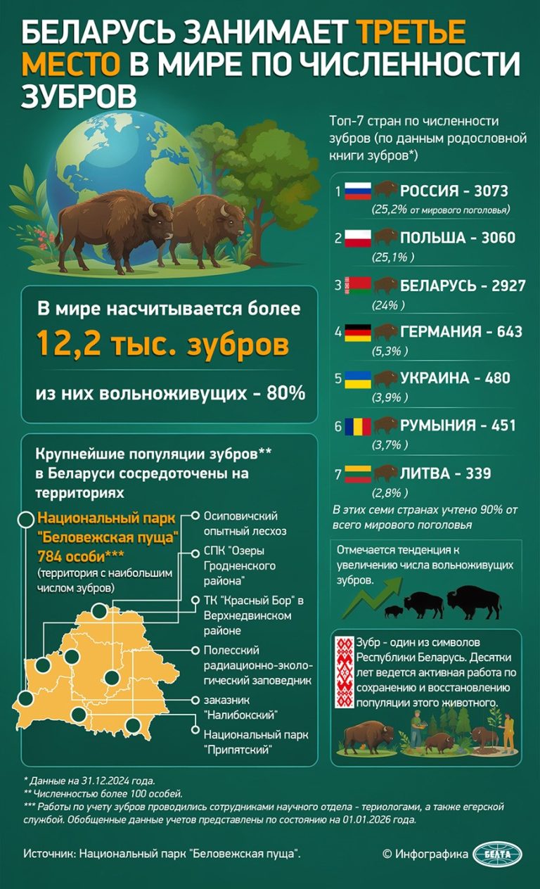 Зубр – один из символов природы Беларуси. Десятки лет ведется активная работа по сохранению и восстановлению популяции этого животного